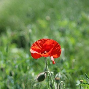 Meet your Posher, Tracy